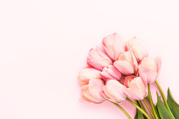 Bouquet of pink tulips on a pink background. Mother's day, Valentines Day, Birthday concept