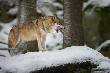 Obraz premium Gray wolf in winter snow forest in the Sumava National Park Czech Republic
