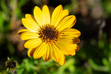 Yellow Gold African Daisy blossom