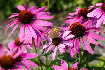 Meadow brown (maniola jurtina) butterfly with open wings sitting on a echinacea flower in Zurich, Switzerland