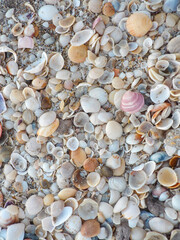shells at the beach
