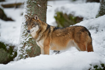 Gray wolf in winter snow forest in the Sumava National Park Czech Republic