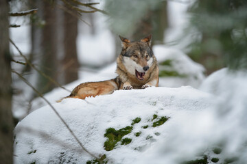 Fototapeta premium Gray wolf laying in winter snow forest in the Sumava National Park Czech Republic