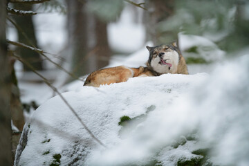 Naklejka na ściany i meble Gray wolf laying in winter snow forest in the Sumava National Park Czech Republic