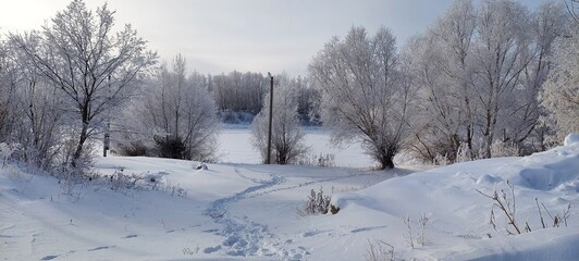 snow covered trees