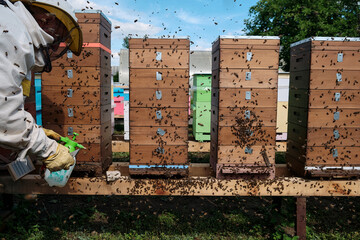 Swarming bees, a lot of bees climb out of the hive, the whole apiary is strewn with bees