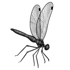 Flying graphic dragonfly. Texture, high detail. Element for design and illustrations. Black and white. Animals, insects.