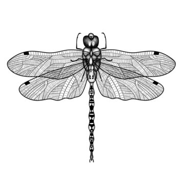 Flying graphic dragonfly. Texture, high detail. Element for design and illustrations. Black and white. Animals, insects.
