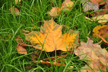 Peredelkino is a dacha settlement that does not have the status of a settlement, which is part of the village of DSK 