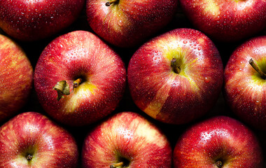 Red apples with water drops. 