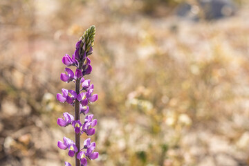 Obraz premium Lupine, purple magenta southern California desert wildflower close up