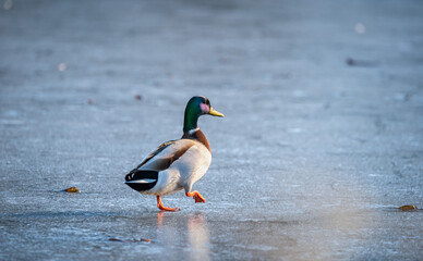 duck on the frozen lake in winter 