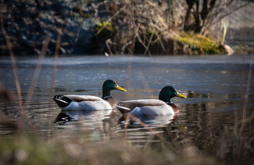 Obraz premium ducks on the lake in winter