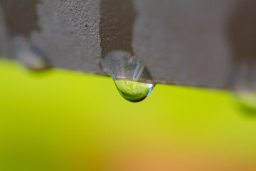 goutte