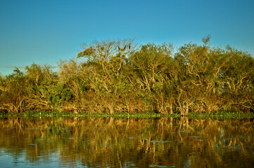 Fototapeta na wymiar Reflection of vegetation and birds in the lagoon