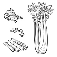 Set of Celery on white background. Vector illustration of celery.