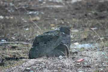 lizard on the ground