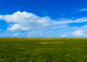 Salzwiese St. Peter-Ording Sommer