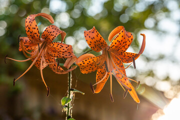 Blossom orange tiger lily in a summer sunset light macro photography. Garden Lilium lancifolium with bright orange petals in summertime, close-up photography. Lilies flowers in sunny day floral poster