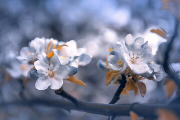 Kwiaty kwitnącej jabłoni. Białe kwiaty w wiosennym ogrodzie. Kwitnące wiosenne drzewa.  © anettastar