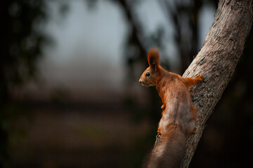 squirrel on a tree