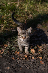 Fototapeta premium cat on the ground