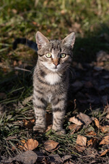 Obraz premium cat on a ground