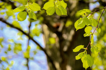 green leaves on a sunny day