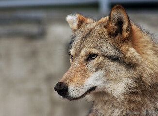 gray wolf portrait