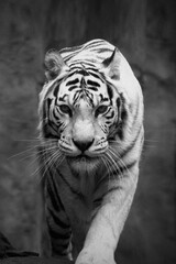 white tiger portrait