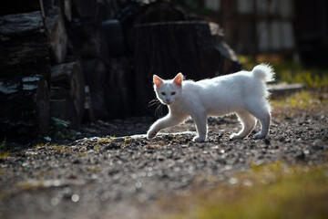 White cat walking