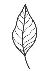 cute leaf illustration