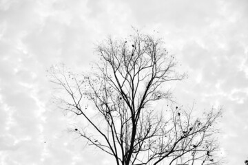tree in winter