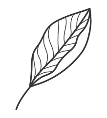 cute leaf design