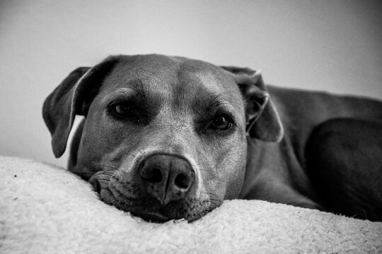 sleepy dog