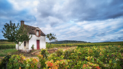 Climat de Bourgogne les Vignes Franches, Beaune, Bourgogne, France