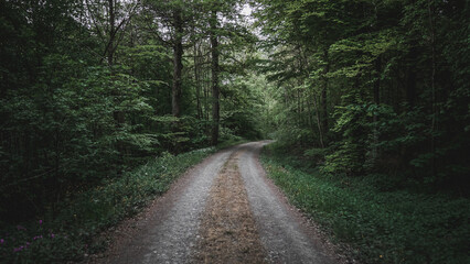 Fototapeta na wymiar German forest, trail, middle, green 