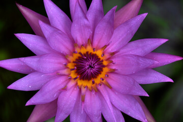 Charming lotus flower