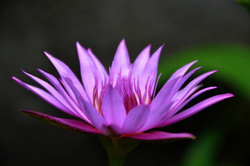 Charming lotus flower