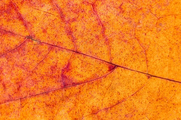 Background image of autumn foliage. Texture of an orange leaf with veins close up