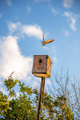 Star im Anflug zum Nest und Küken
