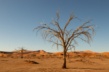 Fototapeta na wymiar Hidden Vlei, Sossusvlei, Namibia