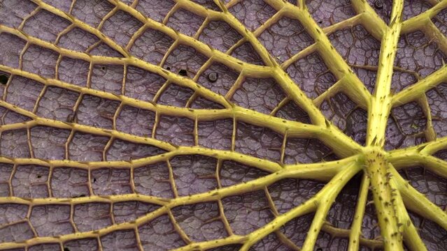 South America flora. Pan of a Victoria cruziana giant leaf underside. Beautiful nerves and thorns texture and pattern.