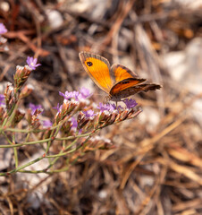 Macro of a female southern gatekeeper (pyronia cecilia) butterfly with blurred bokeh background; pesticide free environmental protection concept	