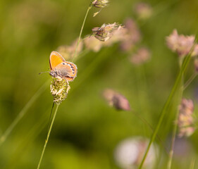 alpine heath butterfly (coenonympha gardetta) on a blade of grass in mountain meadow of Pfossental (Naturpark Texelgruppe) Schnals Südtirol; biodiversity save the ecosystem concept