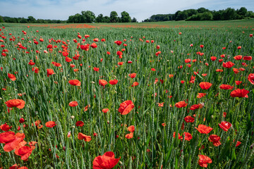 Blühende Mohnblumen am Wegesrand.
