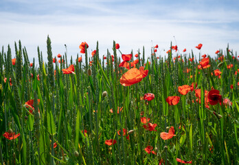 Blühende Mohnblumen am Wegesrand.