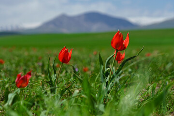 Landscape flower garden. Inverted lilies. colorful tulips in the field. Tulip greenhouses in Turkey. Leaves growing with beauty. Natural beauties of tulip greenhouses
