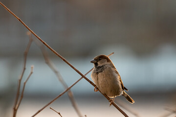Housesparrow on branch in the evening looking for prey