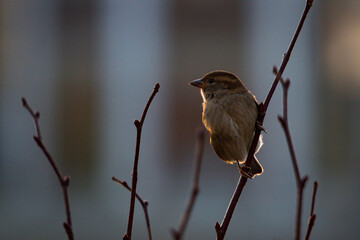 Sperling auf einem Ast am Abend